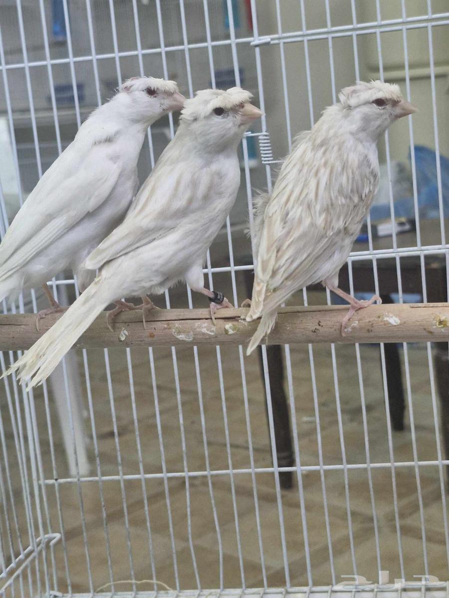 Canary Satinette Crest Red Eyes63618779315971111