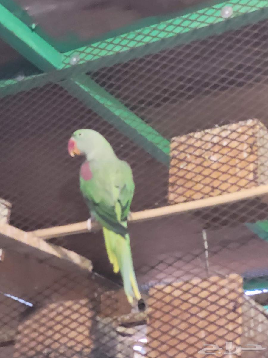 Nepali Pearl Male for Breeding636188724705301124
