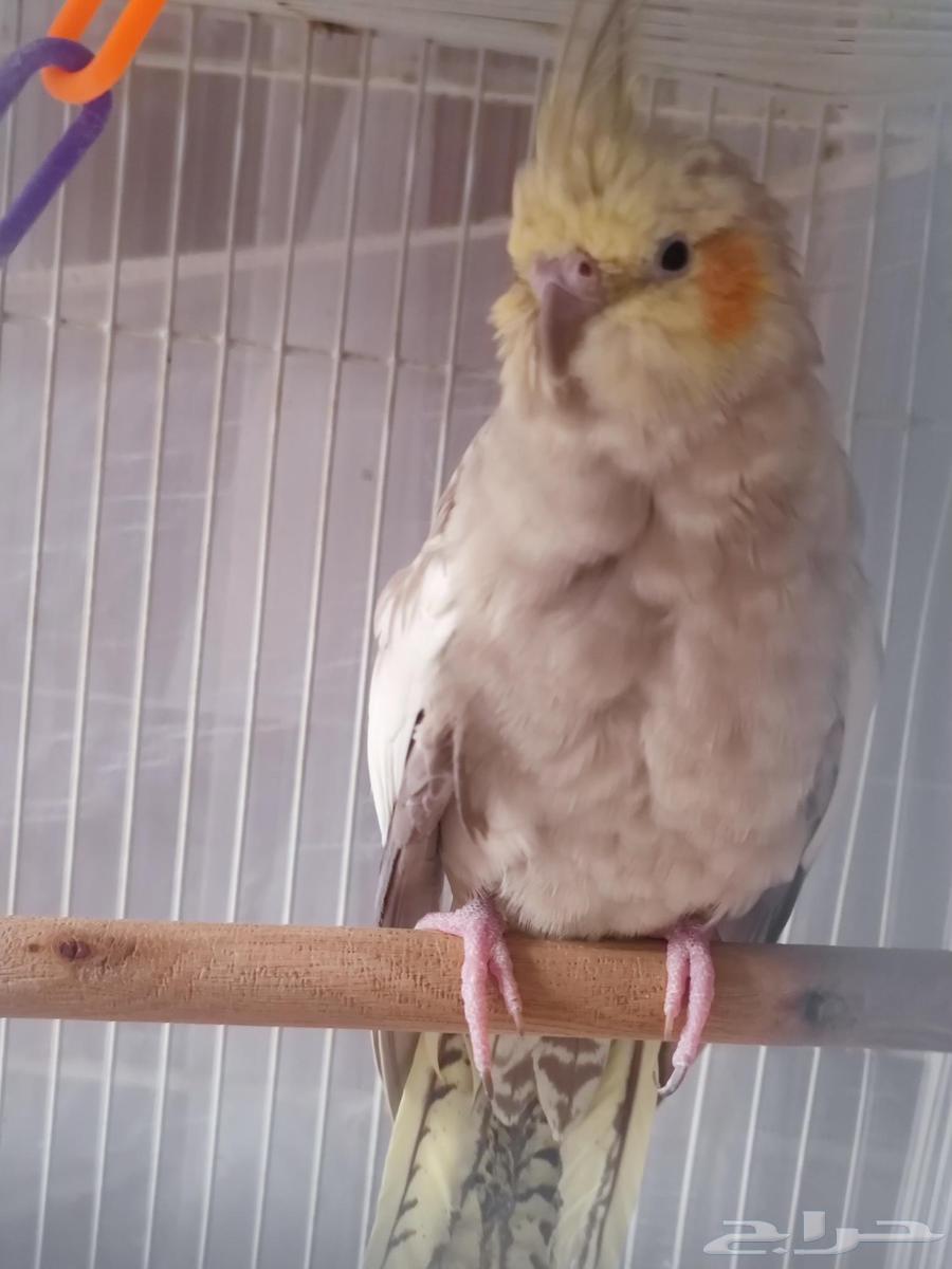 جوز كروان للبيع63618782583042112