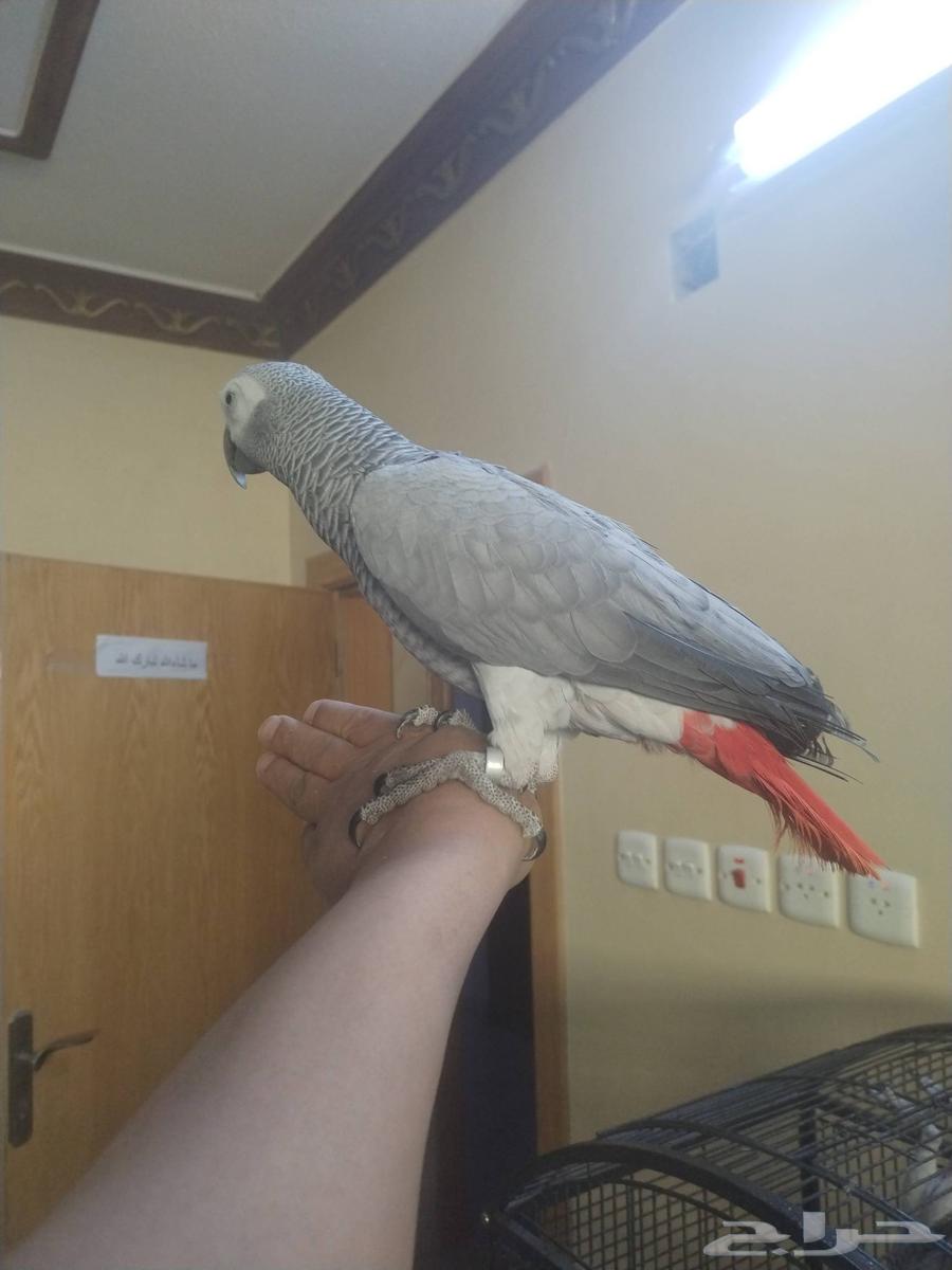 Talking Congo Cock with Very Tame Dove ((Sold))63618776518915112