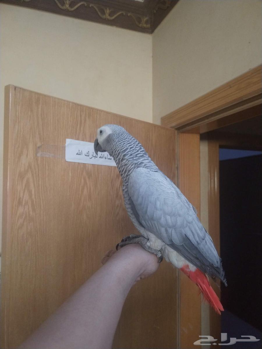 Talking Congo Cock with Very Tame Dove ((Sold))63618776518915114