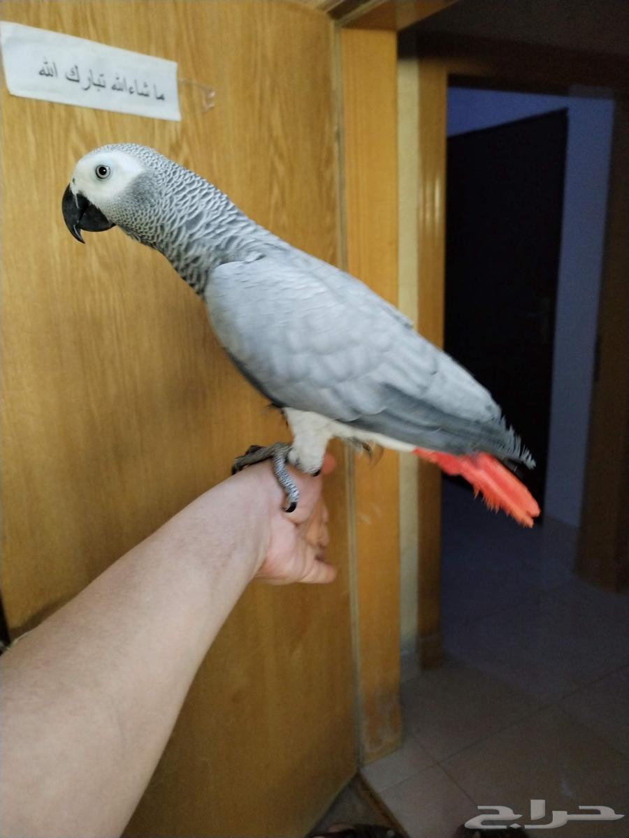 Talking Congo Cock with Very Tame Dove ((Sold))63618776518915111