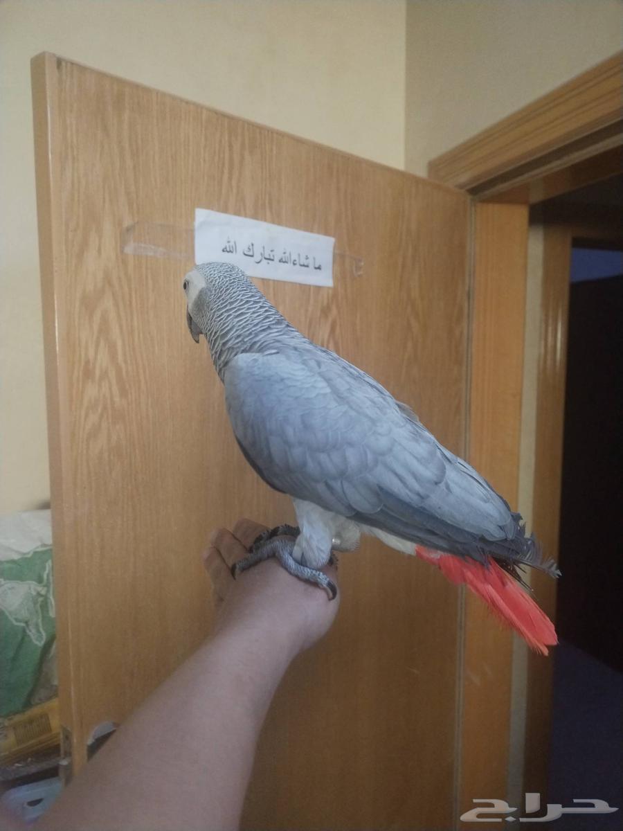 Talking Congo Cock with Very Tame Dove ((Sold))63618776518915113