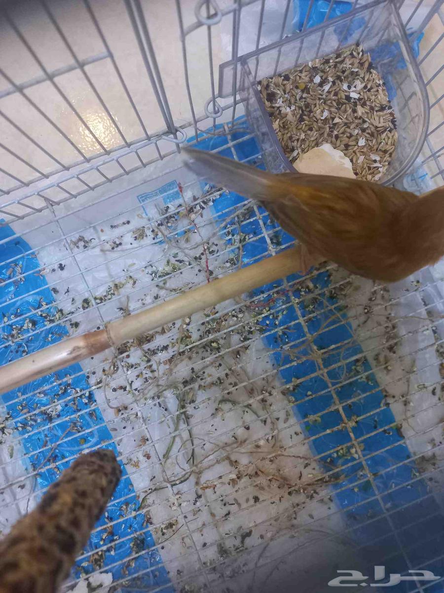 Clear pink female canary (sold)63618766942082114