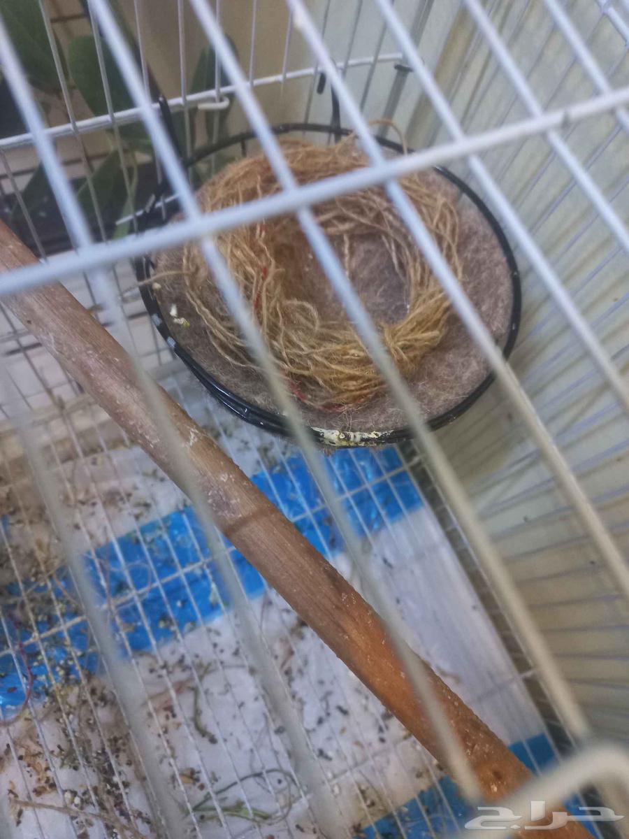 Clear pink female canary (sold)63618766942082113