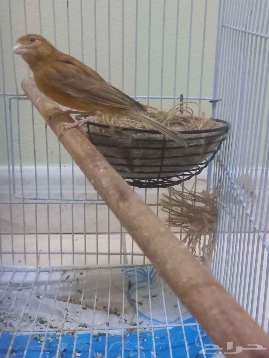 Clear pink female canary (sold)63618766942082111