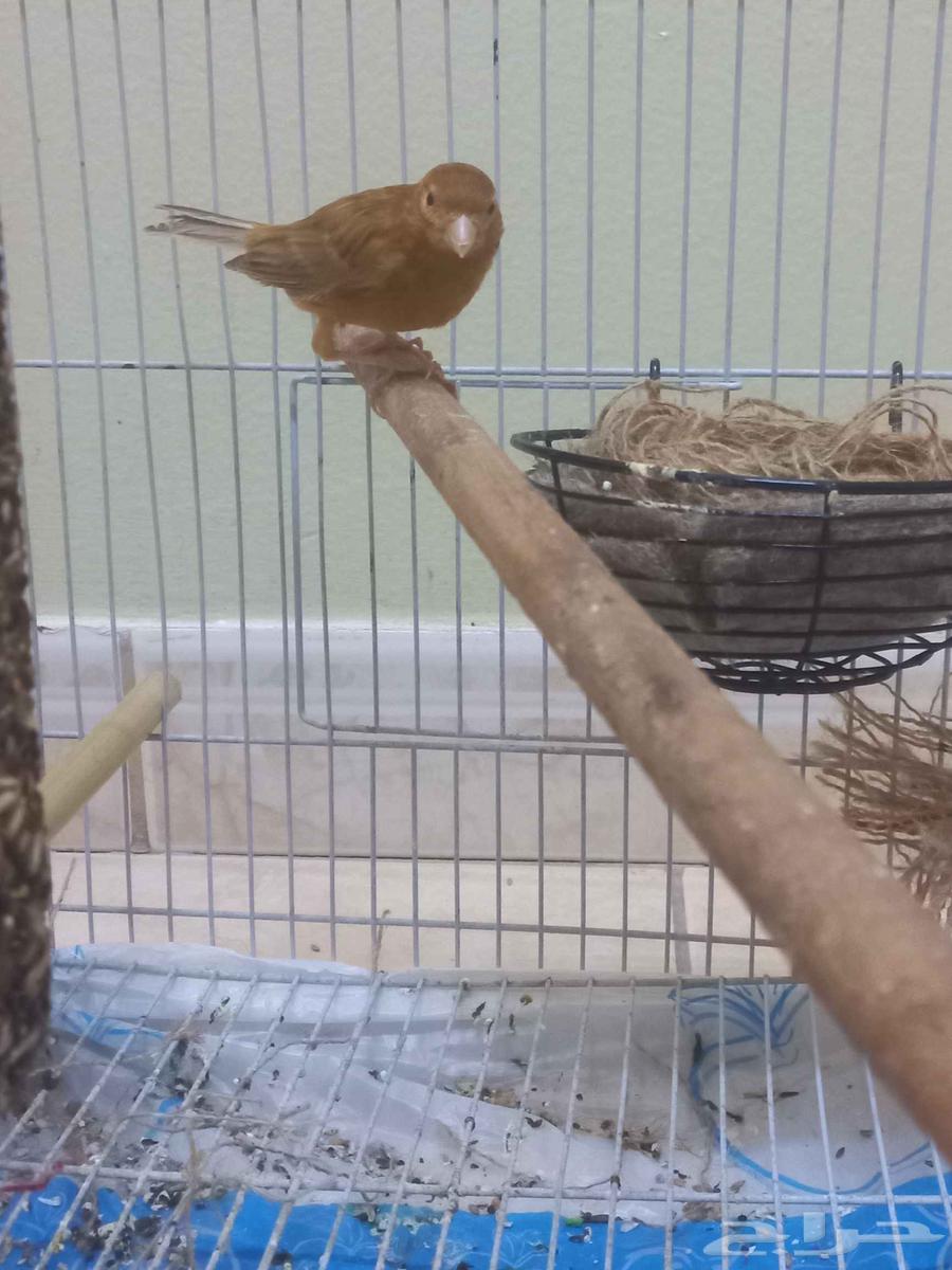 Clear pink female canary (sold)63618766942082112