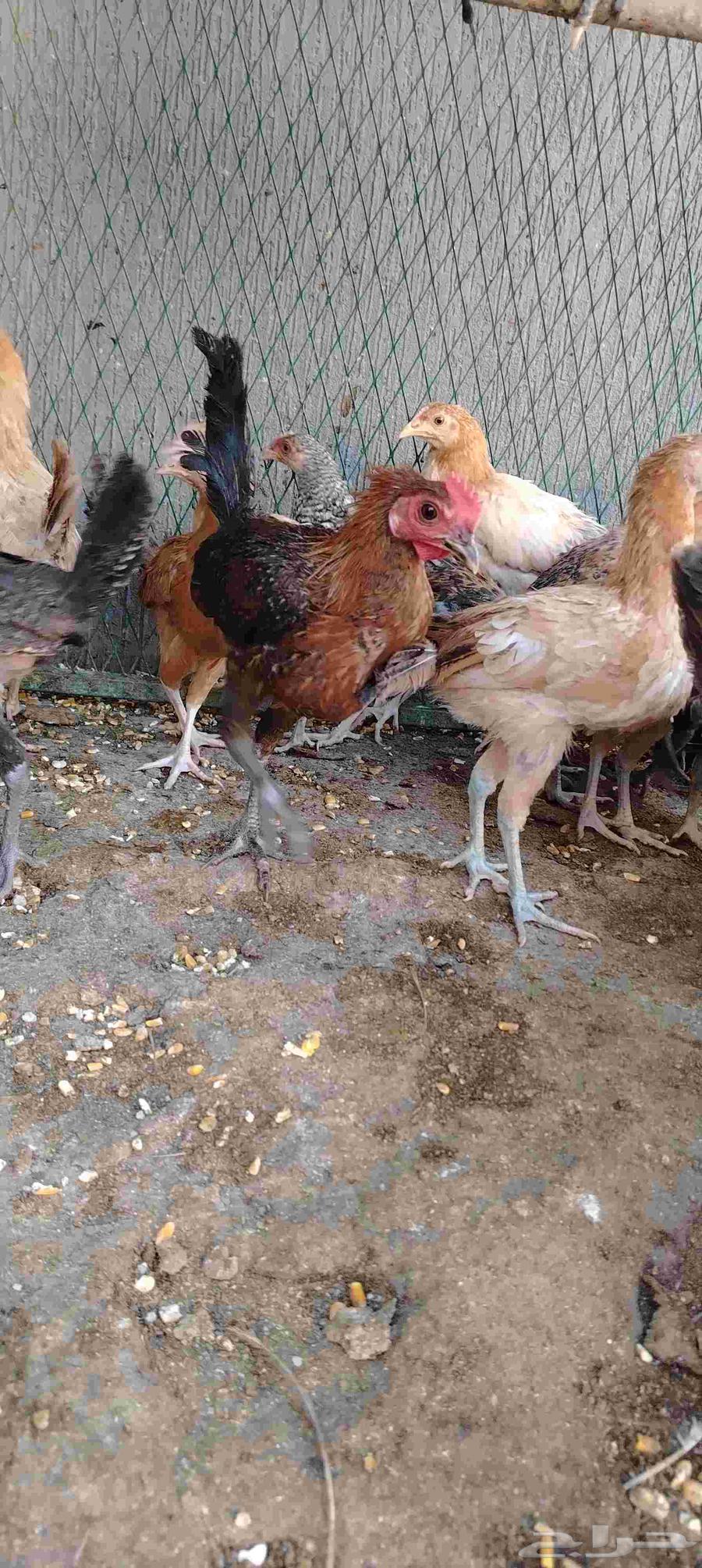 Mixed chickens for sale in Al-Qassim63618873094145113