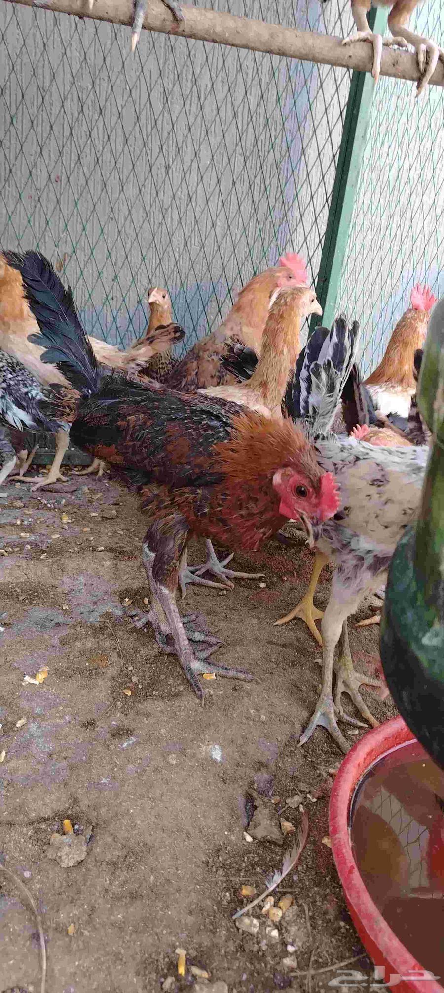 Mixed chickens for sale in Al-Qassim63618873094145111