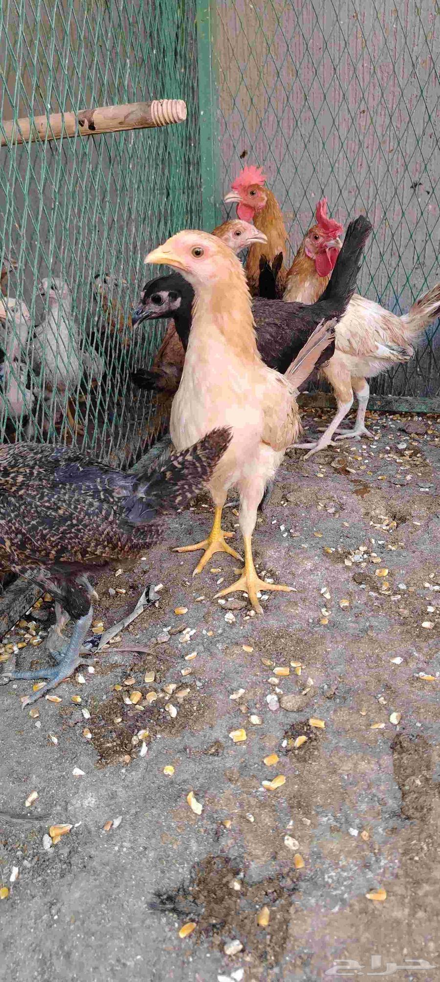 Mixed chickens for sale in Al-Qassim63618873094145114