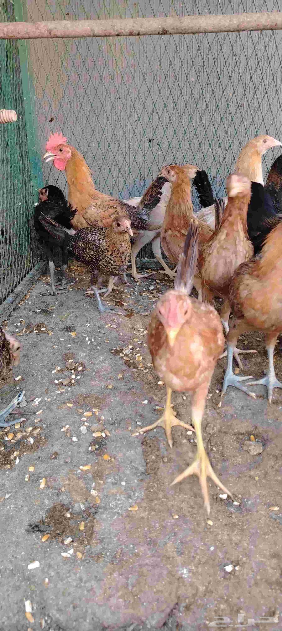Mixed chickens for sale in Al-Qassim63618873094145112