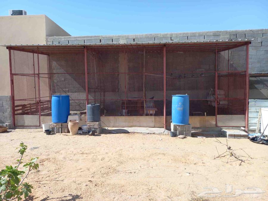 Full coop with pigeons and chickens63618777864961112