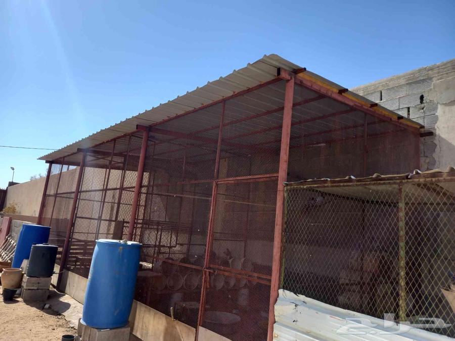Full coop with pigeons and chickens63618777864961114
