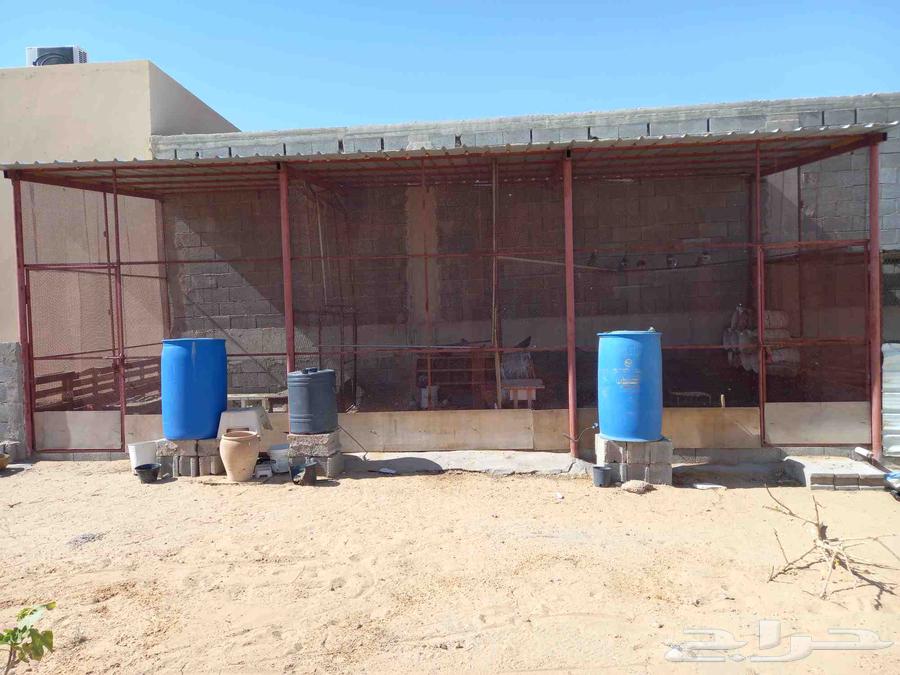 Full coop with pigeons and chickens63618777864961113