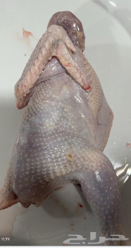 My roosters are slaughtered63470619550339111