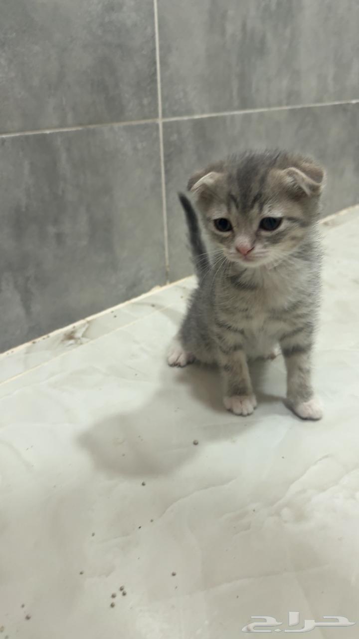 كيتن قطط سكوتش فولد وستريت للبيع63618954880514111