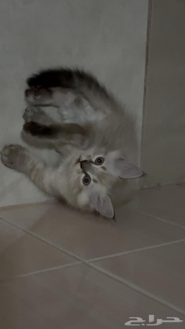 قطط صغيره للبيع63618778177411112