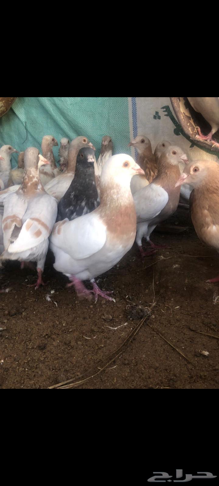 Pigeons for sale63618777833217111