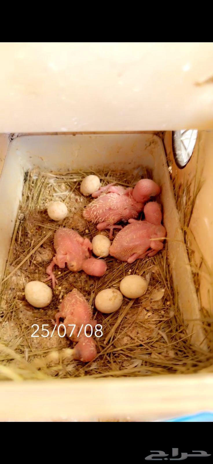 Productive rooster of the day63618777203457111