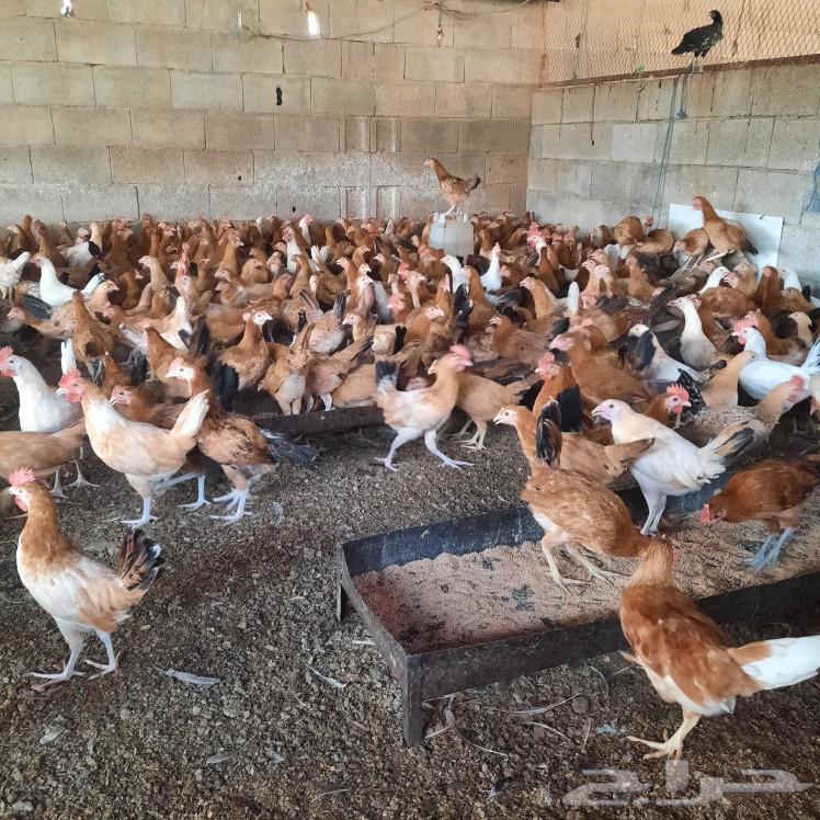 Rooster for sale, location Khamis Al-Bahr near Muhayil Asir63618778975491112