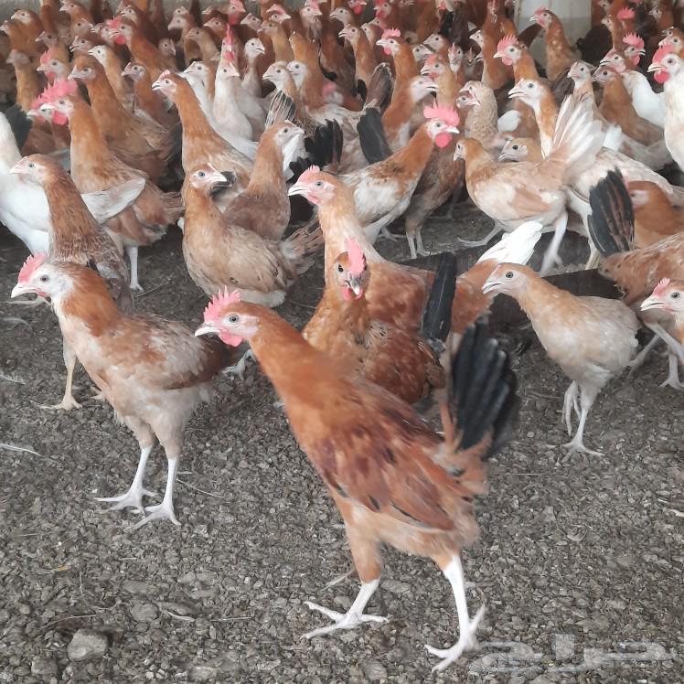 Rooster for sale, location Khamis Al-Bahr near Muhayil Asir63618778975491114