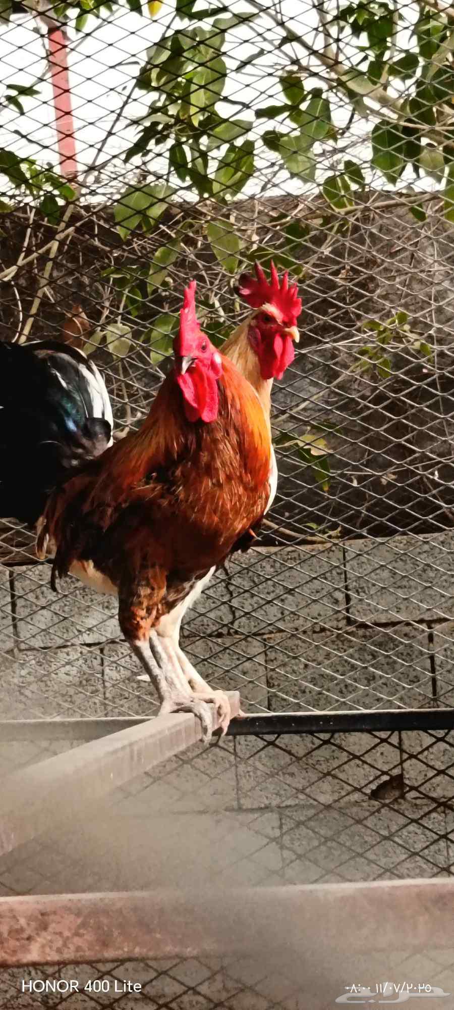Local roosters63618864417794114