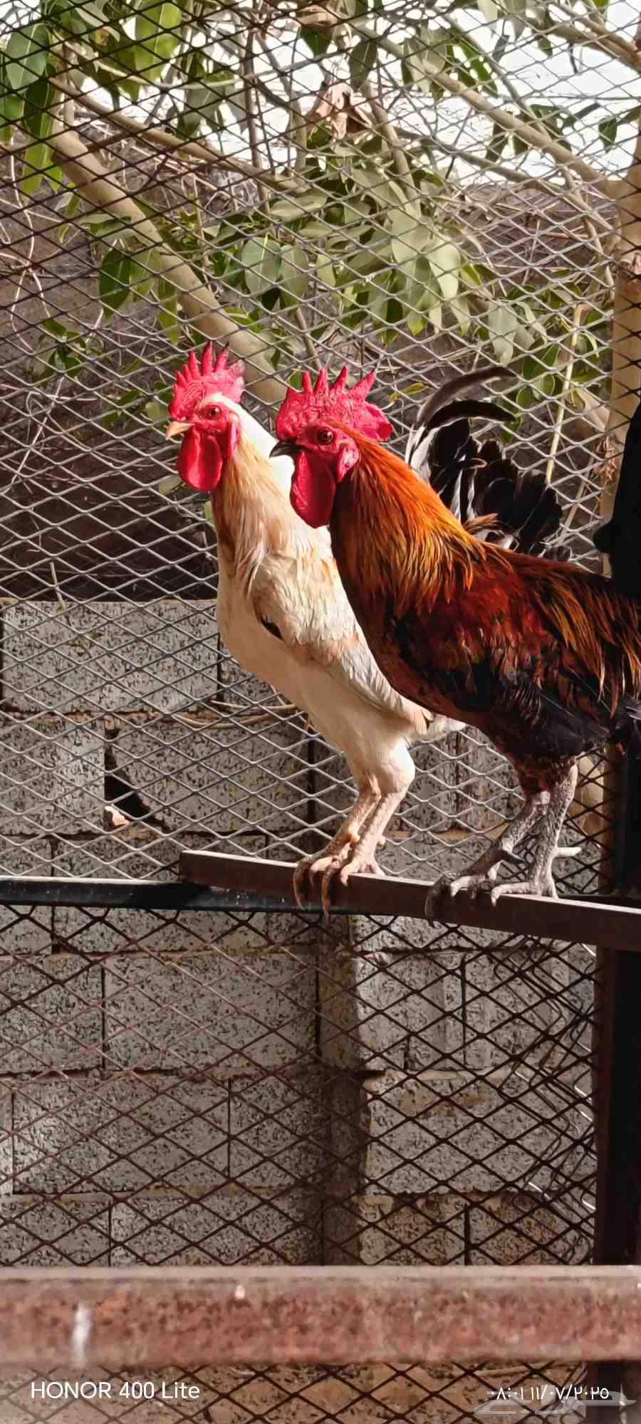 Local roosters63618864417794113