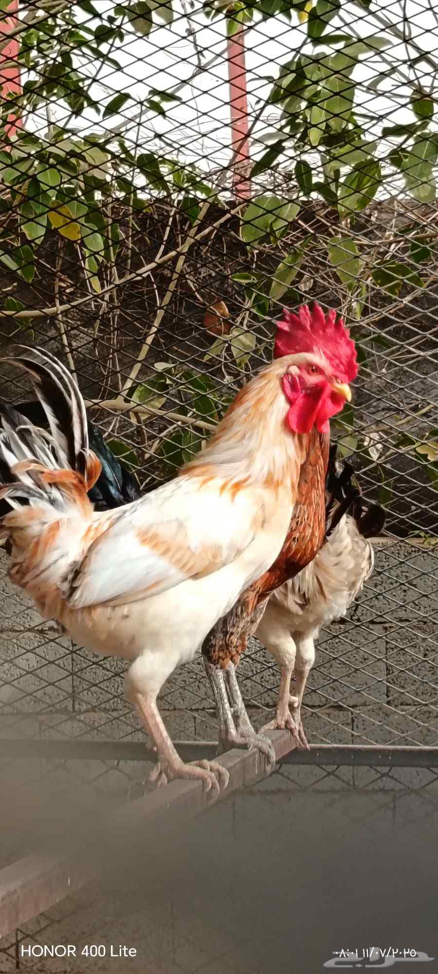 Local roosters63618864417794112