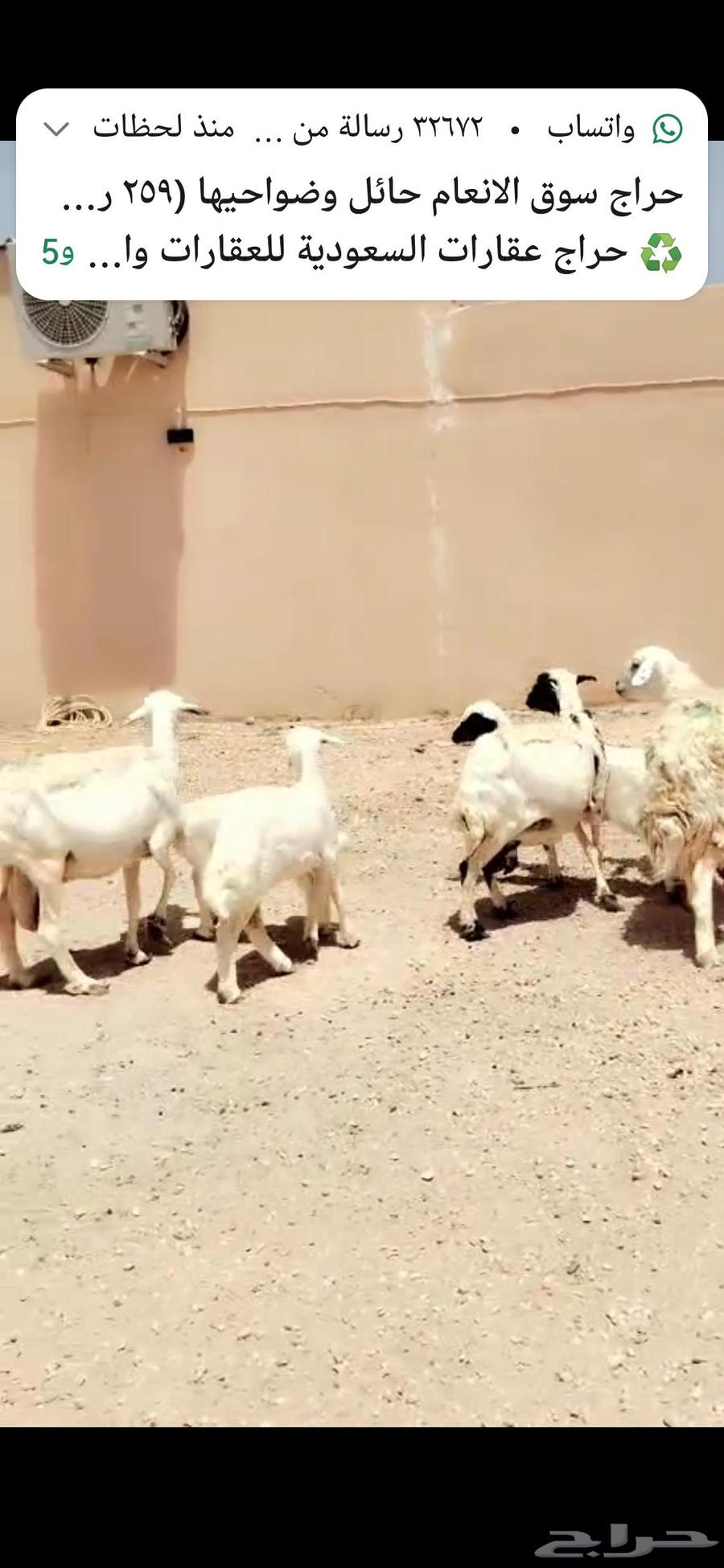 For sale: 26 goats and 3 sheep rams with 4 others63620426505473113