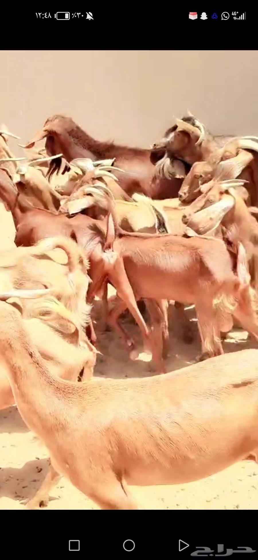For sale: 26 goats and 3 sheep rams with 4 others63620426505473111