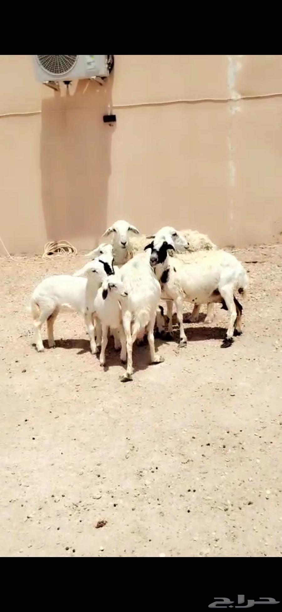For sale: 26 goats and 3 sheep rams with 4 others63620426505473114