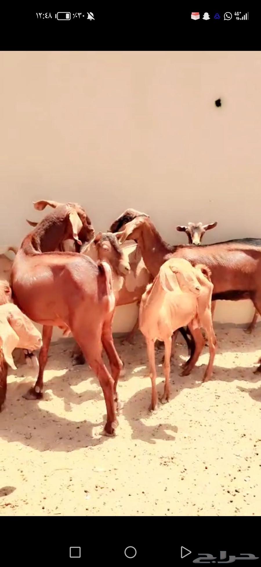For sale: 26 goats and 3 sheep rams with 4 others63620426505473112