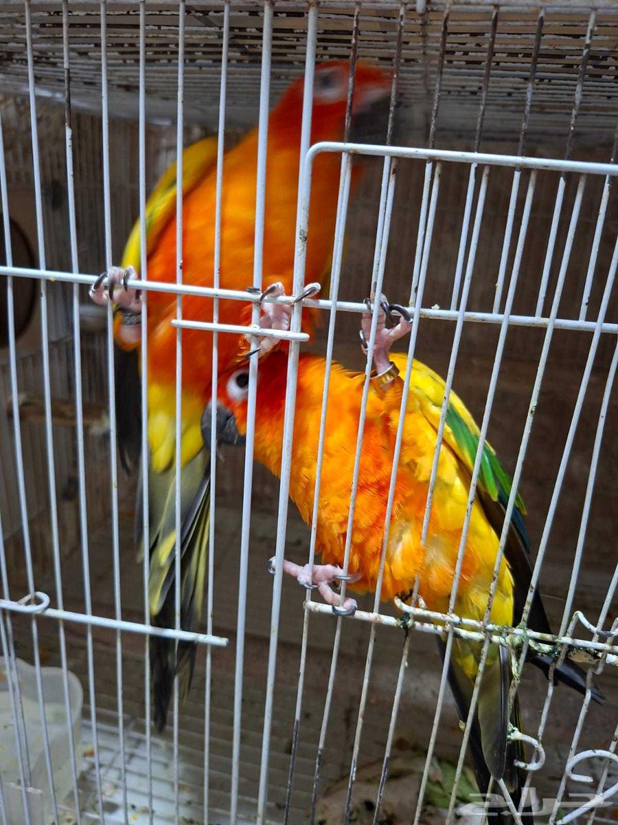 Sun Conure Pair Producer63618957824385112
