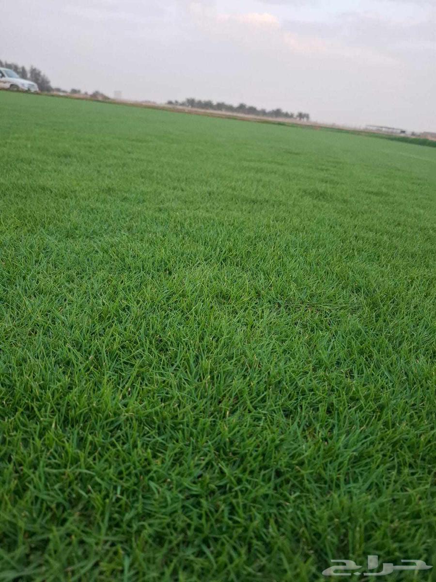 Til C 2000 Pure Spring Grass from Al-Kharj Farm Land63619548068227113