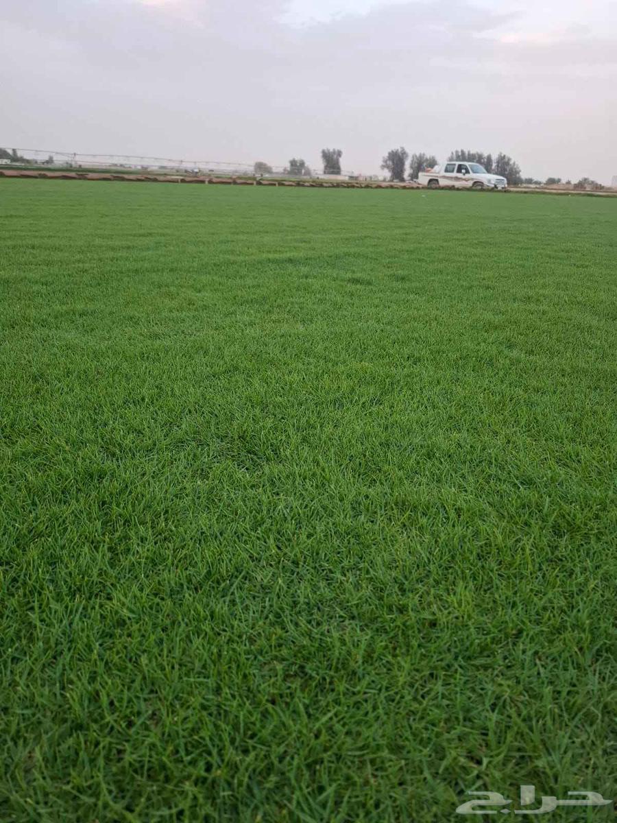 Til C 2000 Pure Spring Grass from Al-Kharj Farm Land63619548068227112