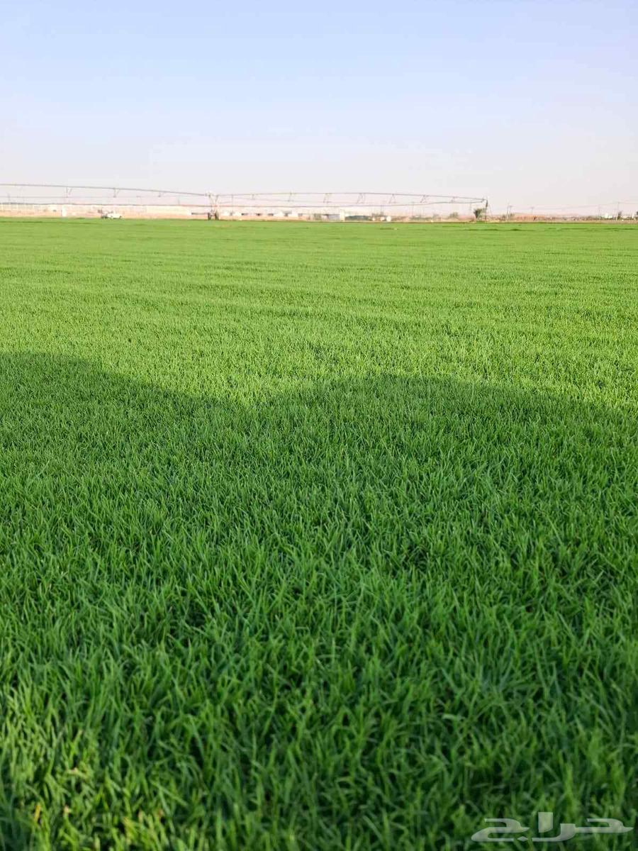 Til C 2000 Pure Spring Grass from Al-Kharj Farm Land63619548068227111