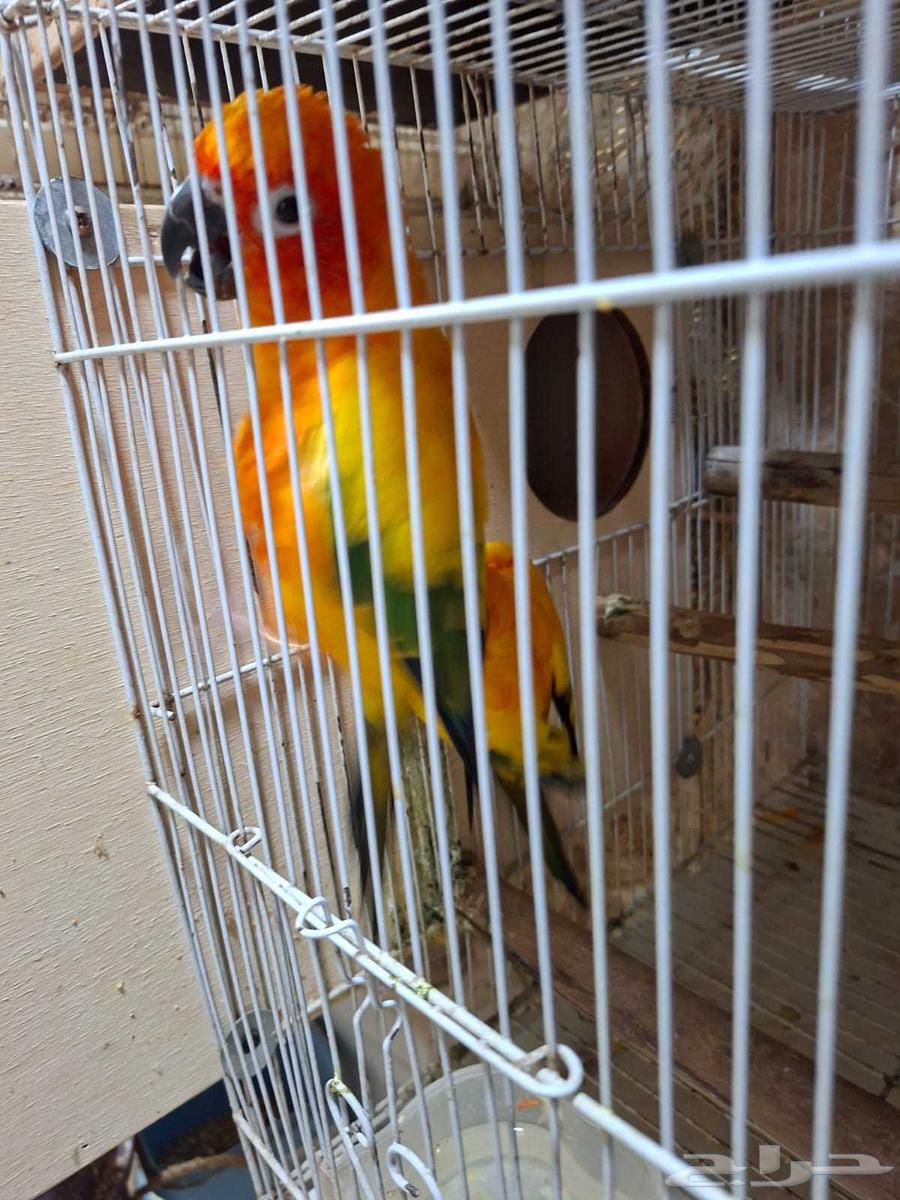 Sun Conure Pair Producer636189578243851118