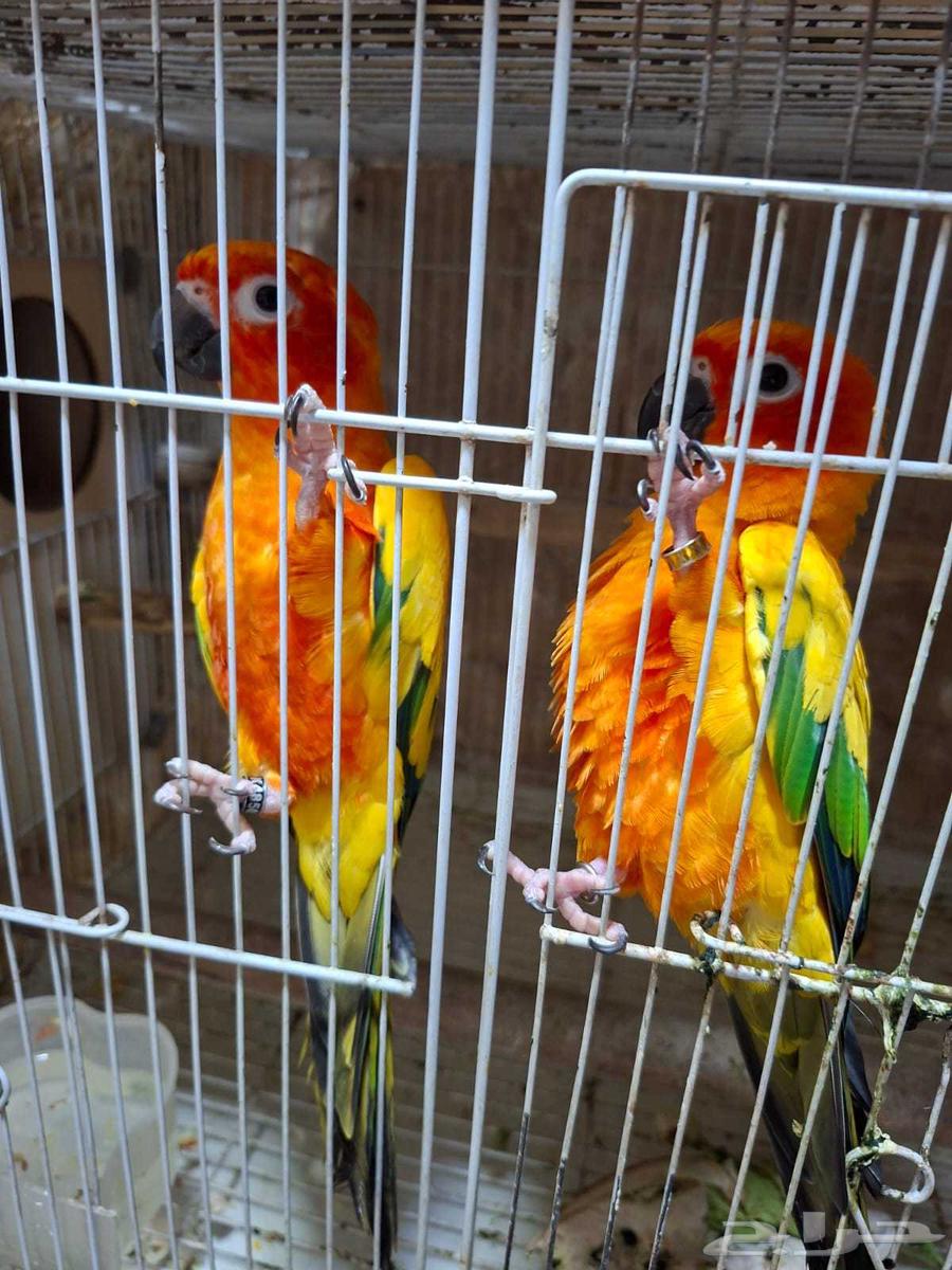 Sun Conure Pair Producer63618957824385111