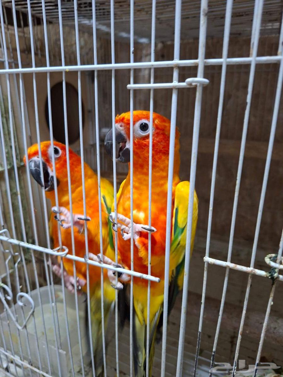 Sun Conure Pair Producer63618957824385113
