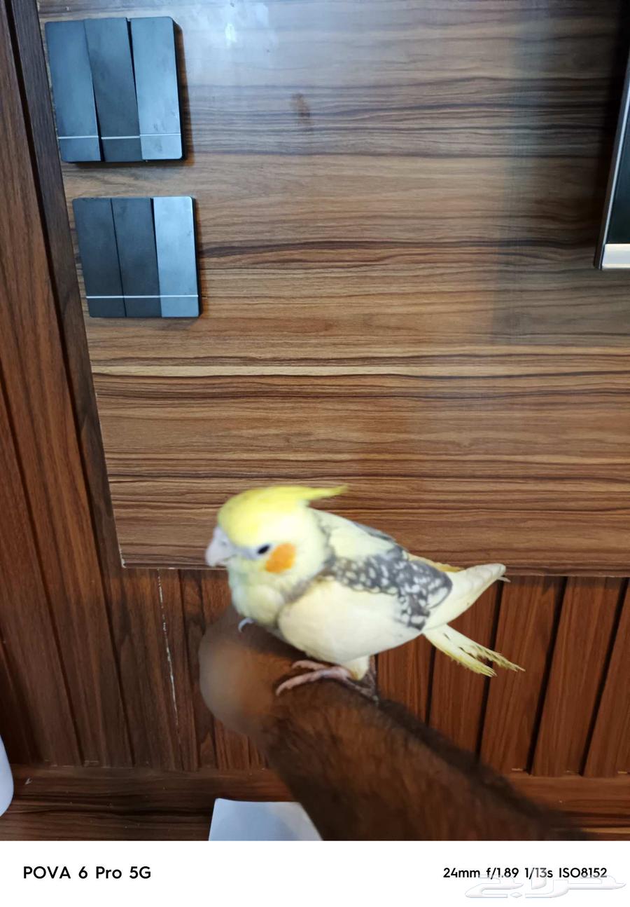 For sale, domesticated crow63623719939715113