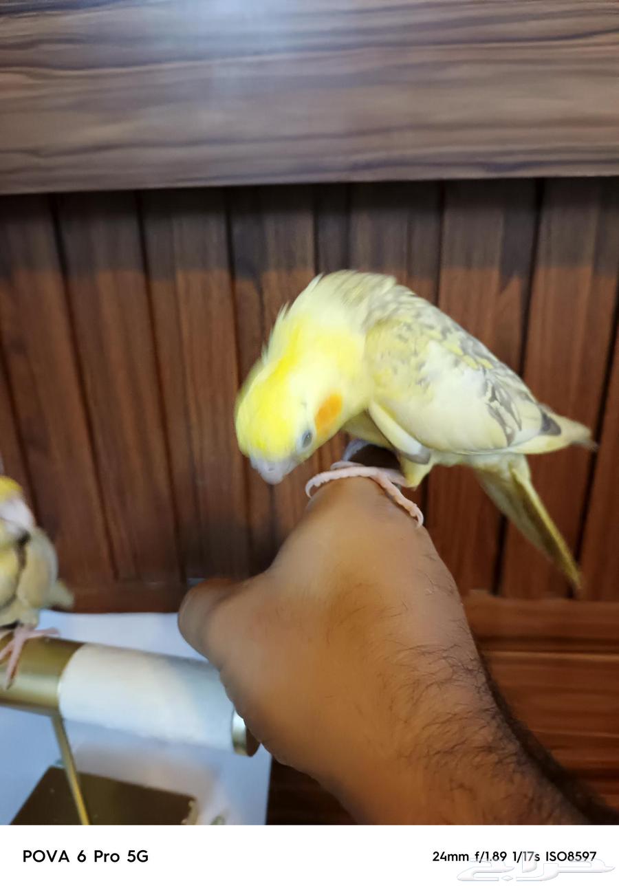For sale, domesticated crow63623719939715111