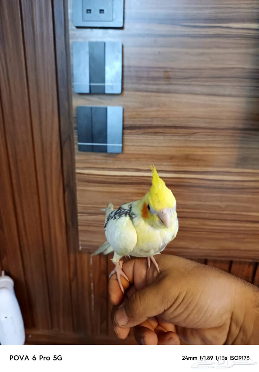 For sale, domesticated crow63623719939715112