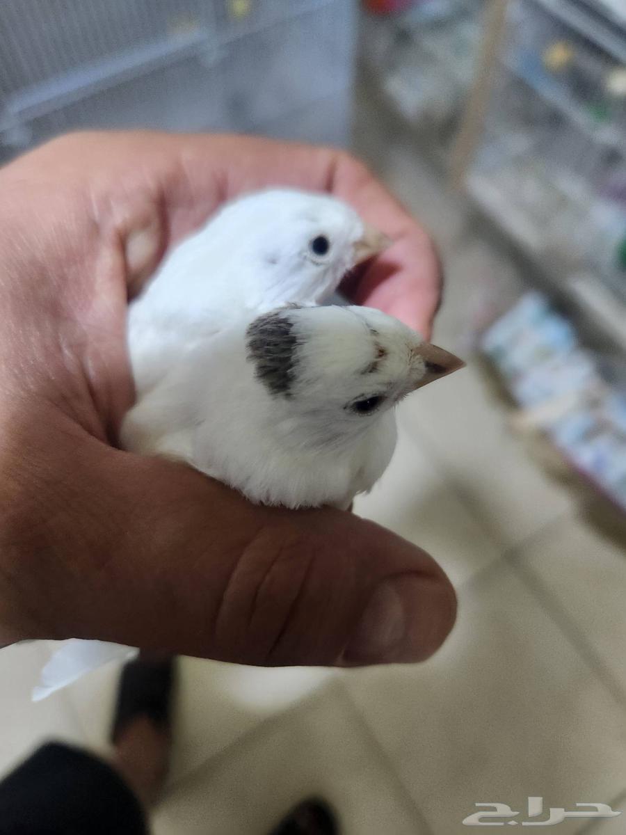 Very distinctive canary chicks wholesale63621083159043113