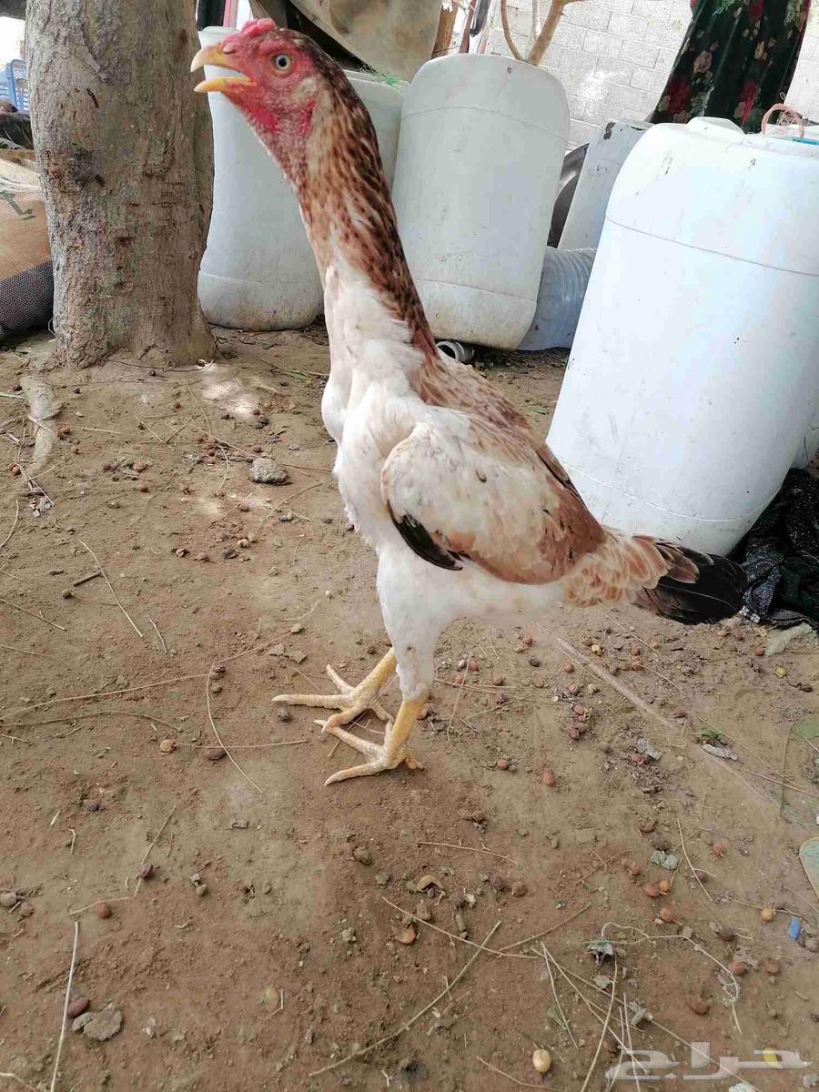 جوز شامو ياباني63619643747075114