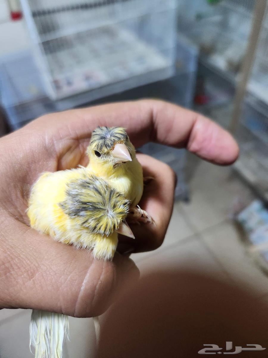 Very distinctive canary chicks wholesale63621083159043114