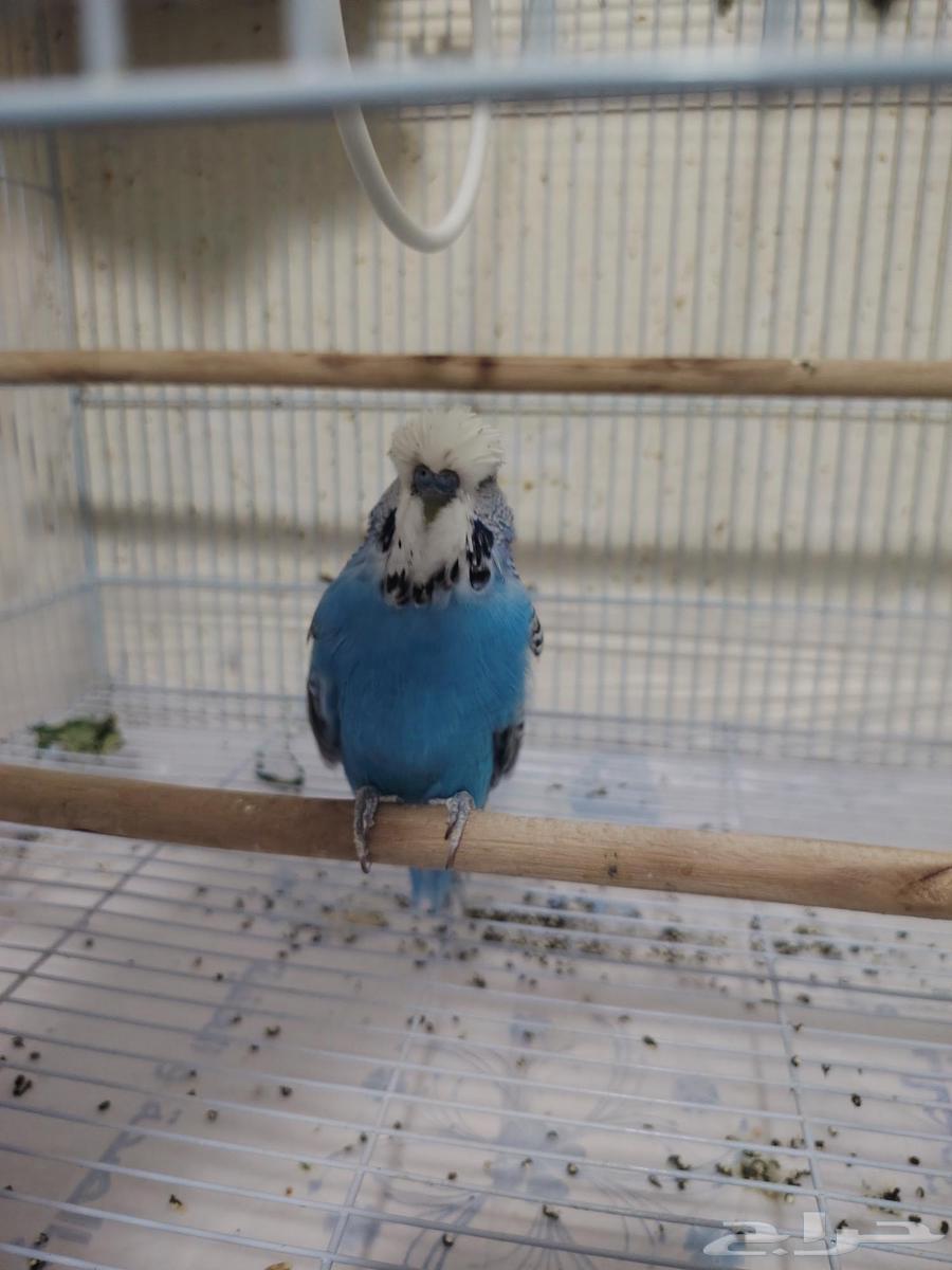 Original male English budgie63622464688131114