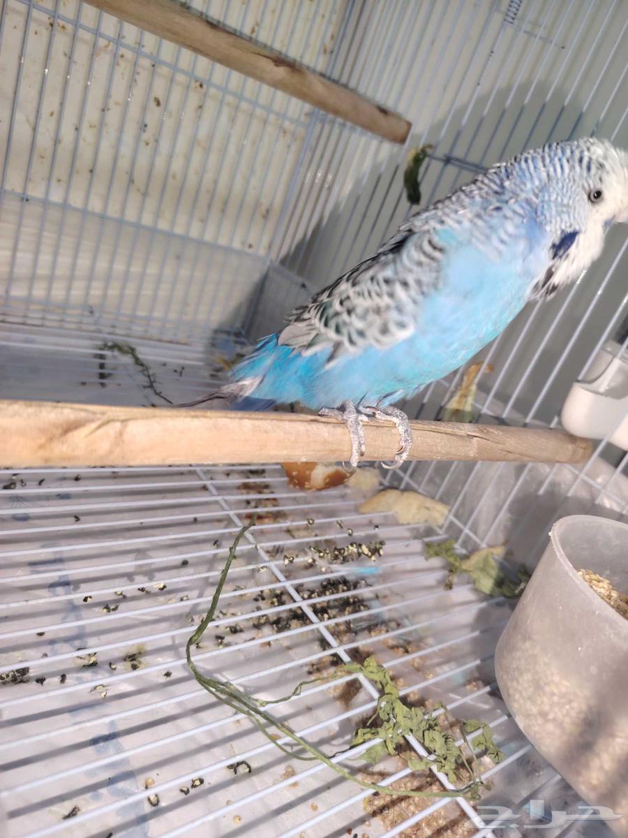 Original male English budgie63622464688131111