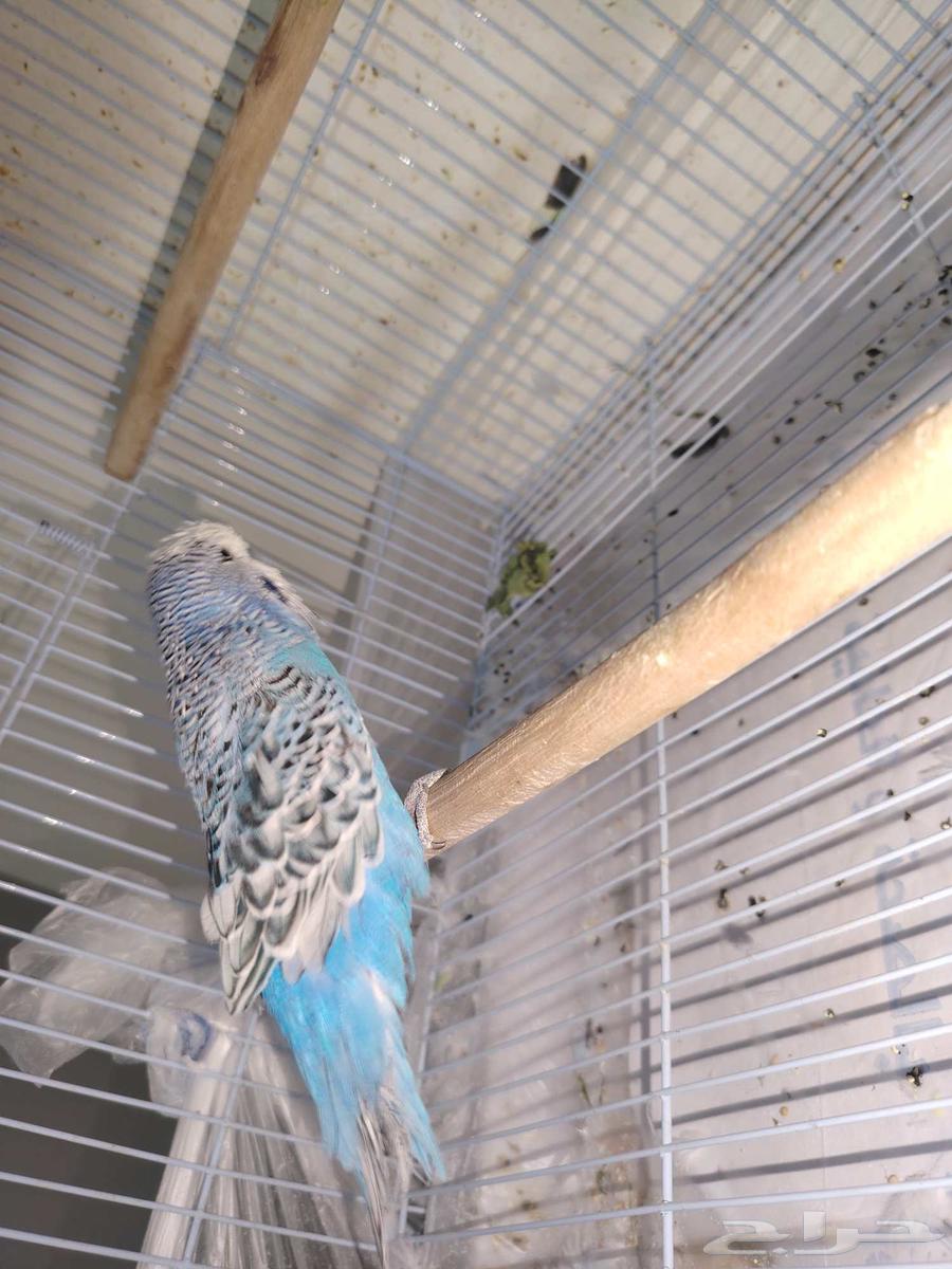 Original male English budgie63622464688131113