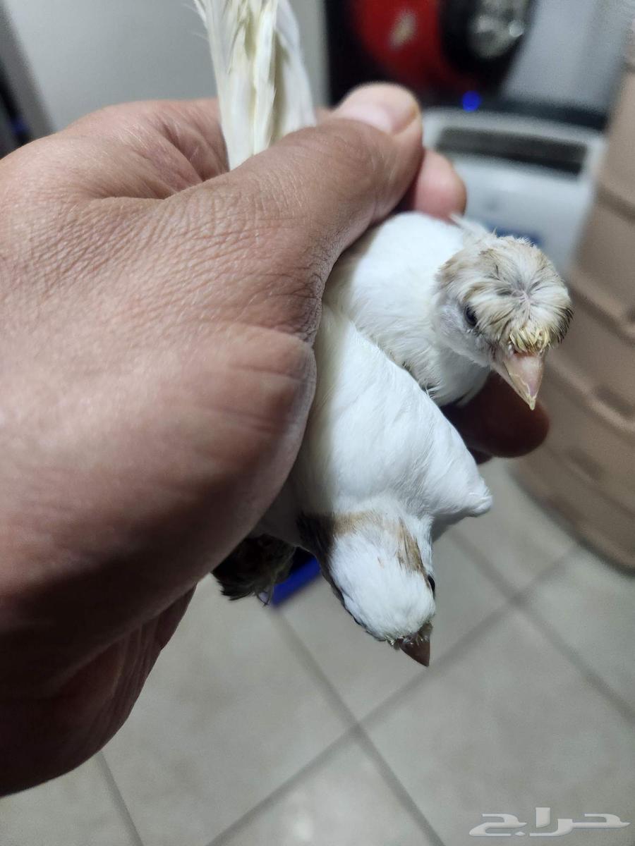 Very distinctive canary chicks wholesale63621083159043111