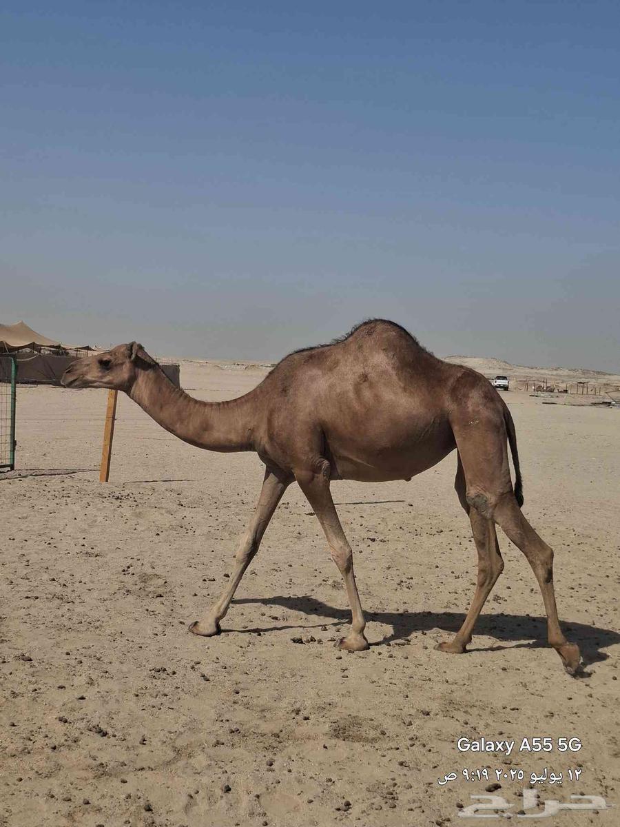 Red camels for sale on the coast63619547731458114